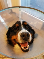 © Abondance veterinary clinic - Clinique Vétérinaire Abondance