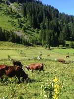 © Alpage de Barbossine - GAEC Barbossine