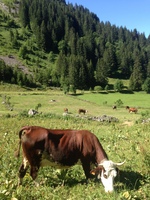 © Alpage de Barbossine - GAEC Barbossine