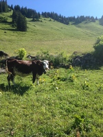 © Alpage de Barbossine - GAEC Barbossine