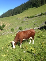 © Alpage de Barbossine - GAEC Barbossine