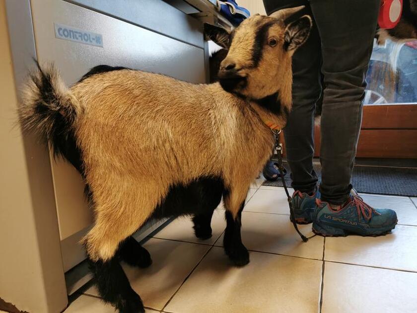 © Abondance veterinary clinic - Clinique Vétérinaire Abondance