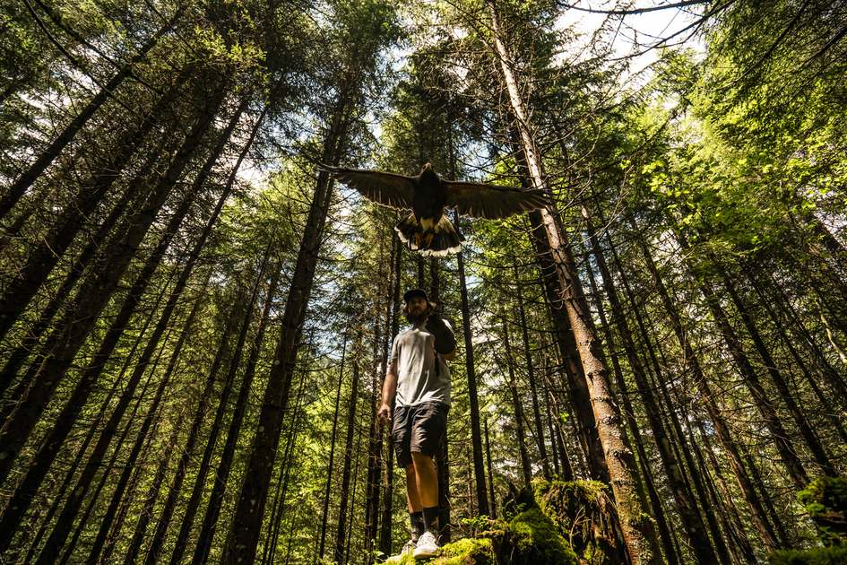 © Dans la peau d'un fauconnier - L.Meyer - Châtel