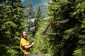 © Dans la peau d'un fauconnier - L.Meyer - Châtel