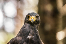 © Dans la peau d'un fauconnier - L.Meyer - Châtel