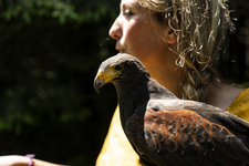 © Dans la peau d'un fauconnier - L.Meyer - Châtel