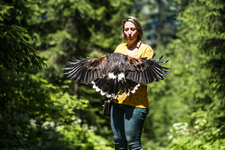 © Dans la peau d'un fauconnier - L.Meyer - Châtel