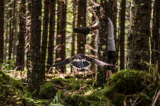 © Dans la peau d'un fauconnier - L.Meyer - Châtel