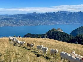 Destination: the atypical Neuvaz mountain pasture