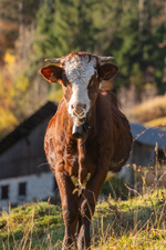 © Regards croisés sur les alpages: screenings and expert exchanges_Abondance - Mairie Abondance