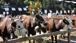 © Concours de vaches Abondance - Patrick Brault - Office de Tourisme Abondance