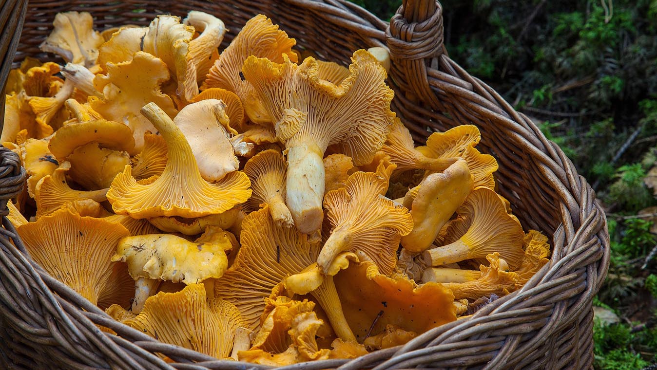 Cassolette champignons 1348 x 760