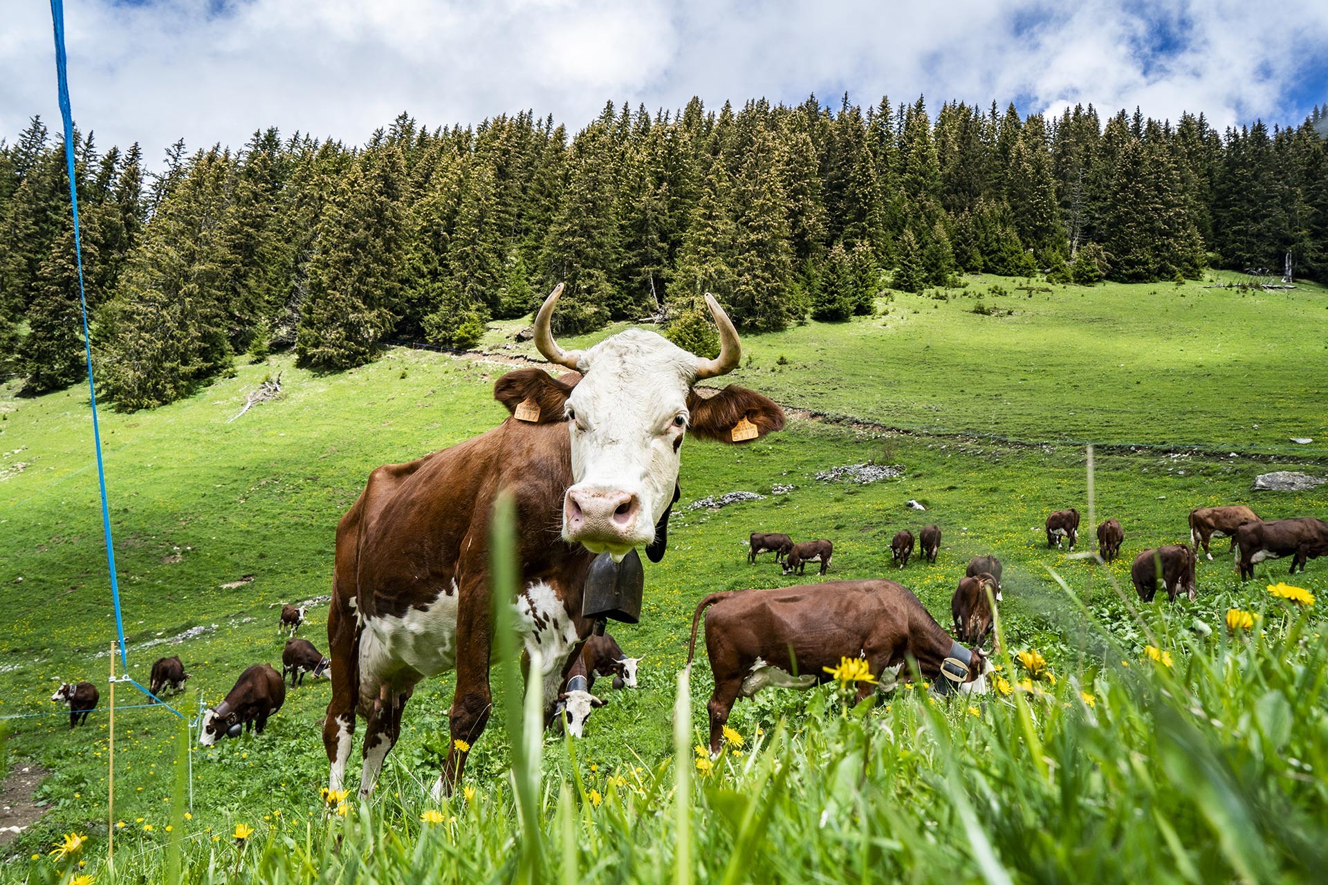 Alpine snacks and dinners