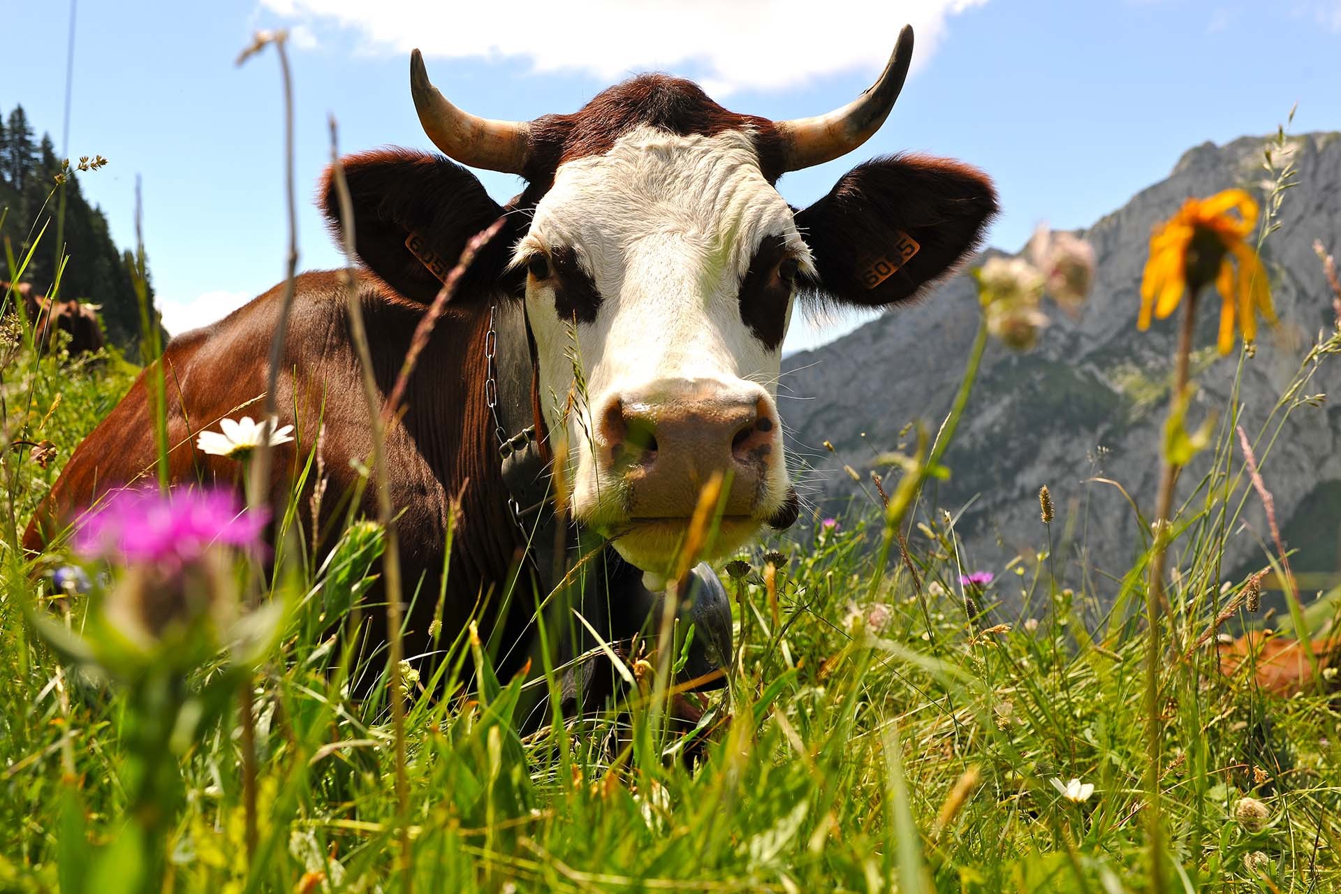Op de boerderij
