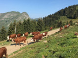 Le troupeau de vaches Abondances