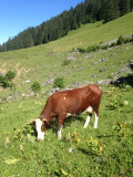 Alpage de Barbossine