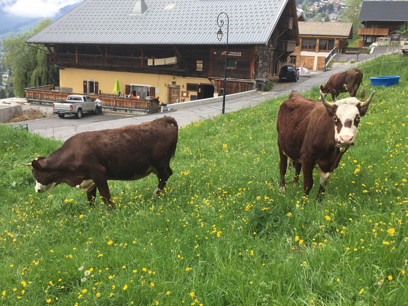 Vaches dans le pré en face de la ferme
