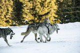 Baptême en traineau à chiens