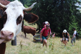 Goûter à l'alpage