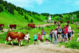 Vaches Barbossine
