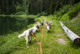 Cani'Kart