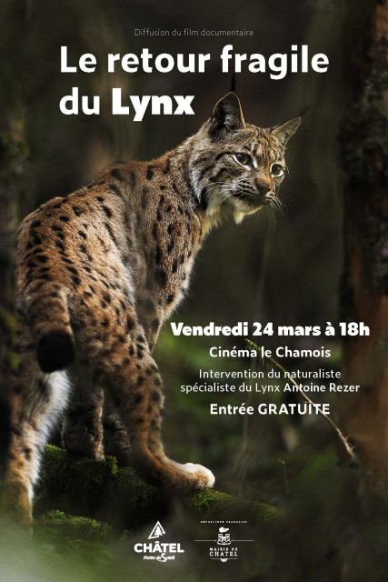 Film retour fragile du lynx