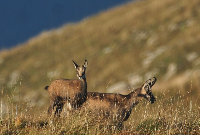 Guided Hiking - Wild life_Châtel