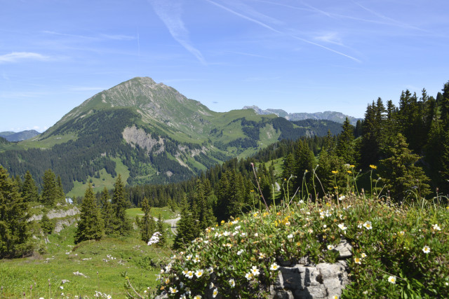 Ecolovie