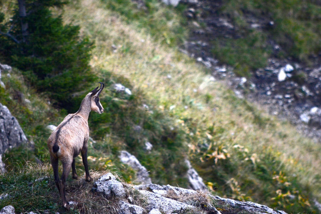 Rando à l'affut des chamois