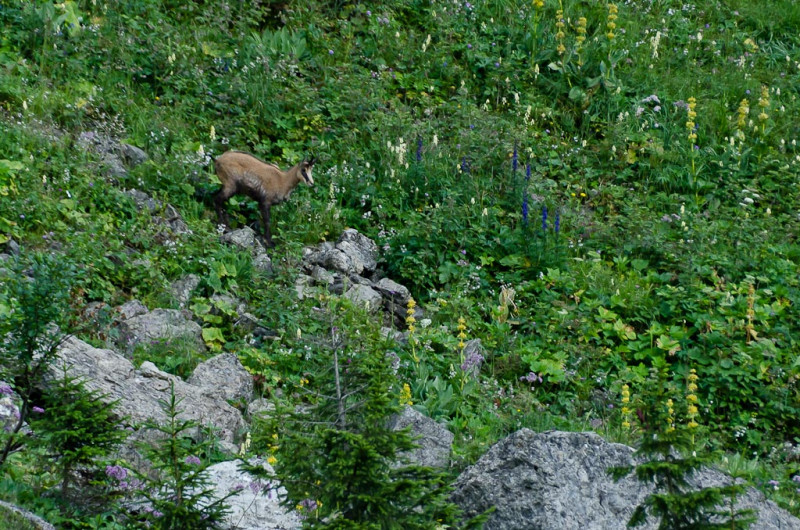 Sortie Faune