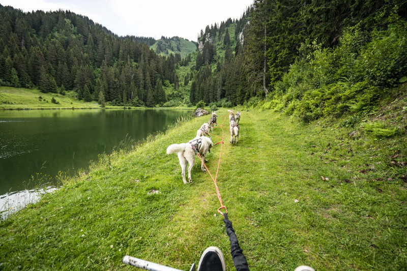Cani'Kart